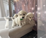 Small #3 Labrador Retriever