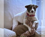 Small #1 Jack-Rat Terrier