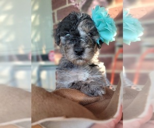 Poodle (Standard) Puppy for Sale in MOORESVILLE, North Carolina USA