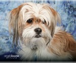 Small #3 Shih Tzu Mix