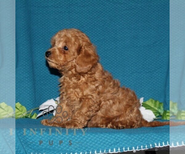 Medium Photo #3 Poodle (Toy) Puppy For Sale in NORTH EAST, MD, USA