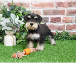 Small #2 Schnauzer (Miniature)