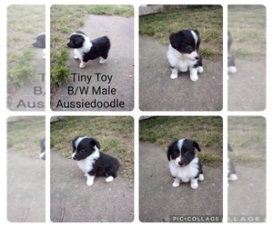 Aussiedoodle Miniature -Poodle (Toy) Mix Puppy for sale in CLAREMORE, OK, USA