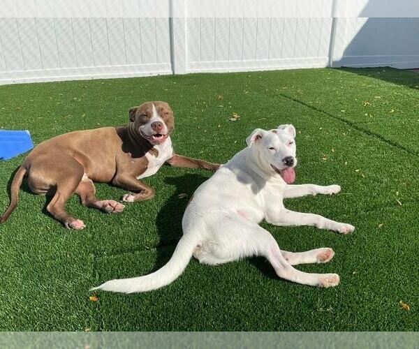 Medium Photo #6 Labrador Retriever-Unknown Mix Puppy For Sale in Plainfield, IL, USA