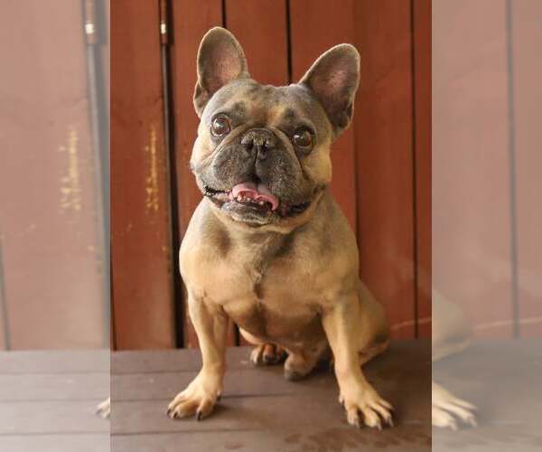 Medium Photo #2 French Bulldog Puppy For Sale in Oakland Park, FL, USA