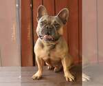 Small Photo #2 French Bulldog Puppy For Sale in Oakland Park, FL, USA