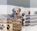 Small Photo #6 Maltipoo Puppy For Sale in SALEM, OR, USA