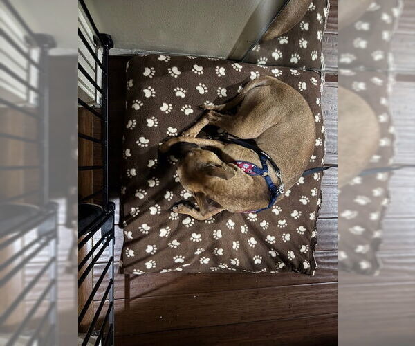 Medium Photo #7 American Pit Bull Terrier-Unknown Mix Puppy For Sale in Princeton, MN, USA