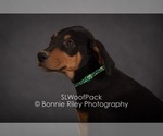 Small Photo #9 Australian Shepherd Puppy For Sale in PLEASANTON, KS, USA
