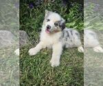 Image preview for Ad Listing. Nickname: Blue Merle