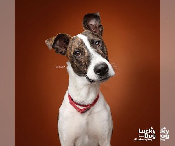 Medium Photo #4 Mutt Puppy For Sale in Washington, DC, USA