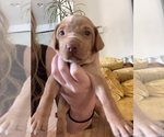 Small Photo #2 Vizsla Puppy For Sale in CARLTON, OR, USA