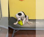 Small #1 American Pit Bull Terrier Mix