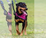 Small #2 Rottweiler