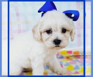 Maltipoo Puppy for Sale in TAYLOR, Texas USA