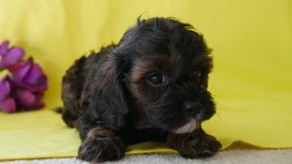 Cavapoo Puppy for sale in CUYAHOGA FALLS, OH, USA
