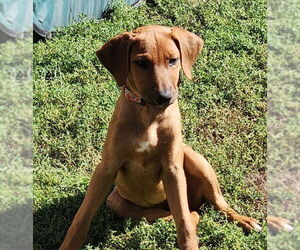 Rhodesian Ridgeback-Unknown Mix Dogs for adoption in Brooklyn Center, MN, USA