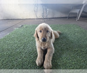 Golden Retriever Puppy for sale in MINNEAPOLIS, MN, USA