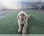 Small Golden Retriever