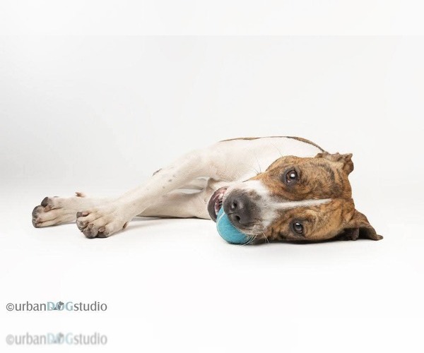 Medium Photo #3 Mutt Puppy For Sale in Tampa, FL, USA