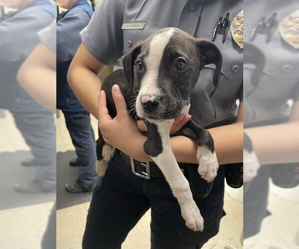 Medium Photo #1 Mutt Puppy For Sale in Stockton, CA, USA