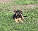 Small Photo #3 German Shepherd Dog Puppy For Sale in POTTSVILLE, AR, USA