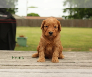 Goldendoodle (Miniature) Puppy for sale in SCURRY, TX, USA