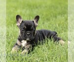 Small #4 French Bulldog
