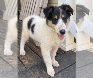 Collie Puppy for sale in CANTON, GA, USA