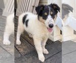 Small Collie