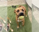 Small #11 Mutt