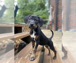 Small #10 Mutt