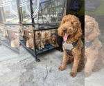 Small #19 Goldendoodle