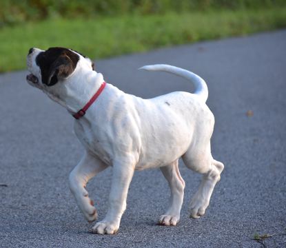 Medium Photo #1 American Bulldog Puppy For Sale in WILKESBORO, NC, USA