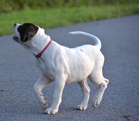 American Bulldog Puppy for sale in WILKESBORO, NC, USA