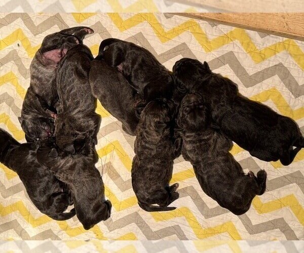Medium Photo #1 Cane Corso Puppy For Sale in MANNING, IA, USA
