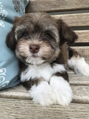 Medium Havanese