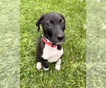 Small #4 Mutt