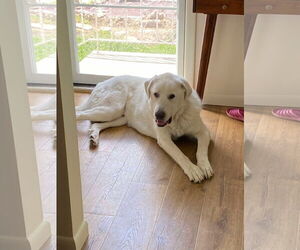 Darby - Male Great Pyrenees Dog for Adoption - Photo #2