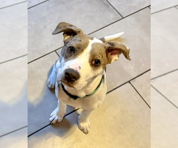 Medium Photo #3 American Pit Bull Terrier-Catahoula Leopard Dog Mix Puppy For Sale in St. Louis Park, MN, USA