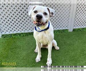 American Pit Bull Terrier Dogs for adoption in West Palm Beach, FL, USA