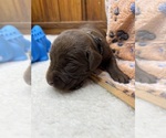 Small #9 Labrador Retriever
