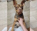 Small American Staffordshire Terrier-Bulldog Mix