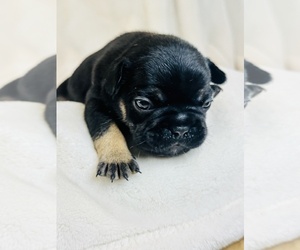 Medium French Bulldog