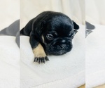Puppy 6 French Bulldog