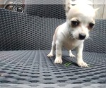 Small Photo #12 Chihuahua Puppy For Sale in LEBANON, NJ, USA
