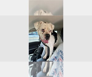 Adnan - Male Boxer Dog for Adoption - Photo #3