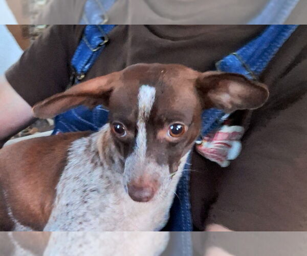 Medium Photo #4 Chiweenie Puppy For Sale in Missouri City, TX, USA