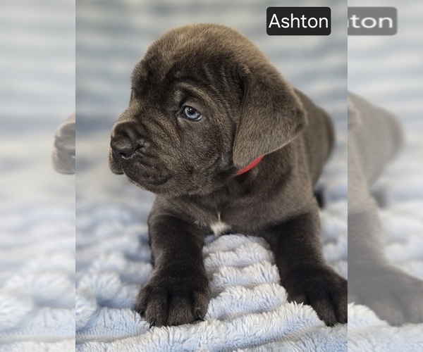 Medium Photo #3 Cane Corso Puppy For Sale in MINERAL WELLS, WV, USA