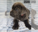 Small #2 Cane Corso